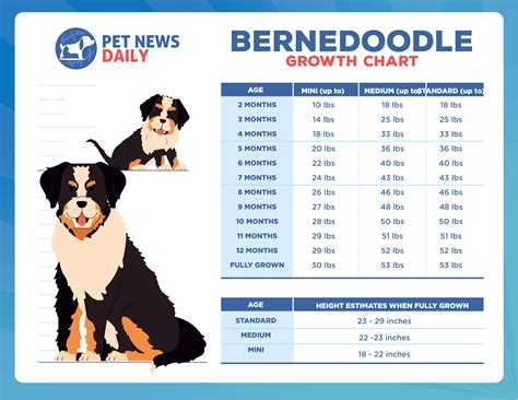 Bernedoodle Growth Chart – Weight & Size Chart